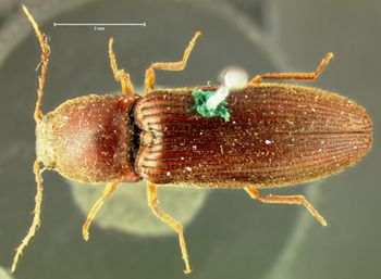 Media type: image;   Entomology 2616 Aspect: habitus dorsal view